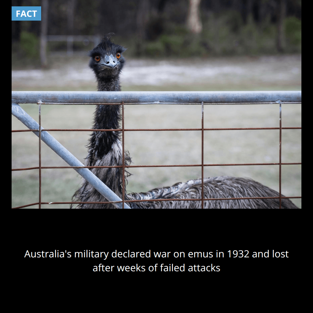 In 1932, Australia declared war on emus and lost after the birds destroyed crops and evaded machine gun fire for weeks.