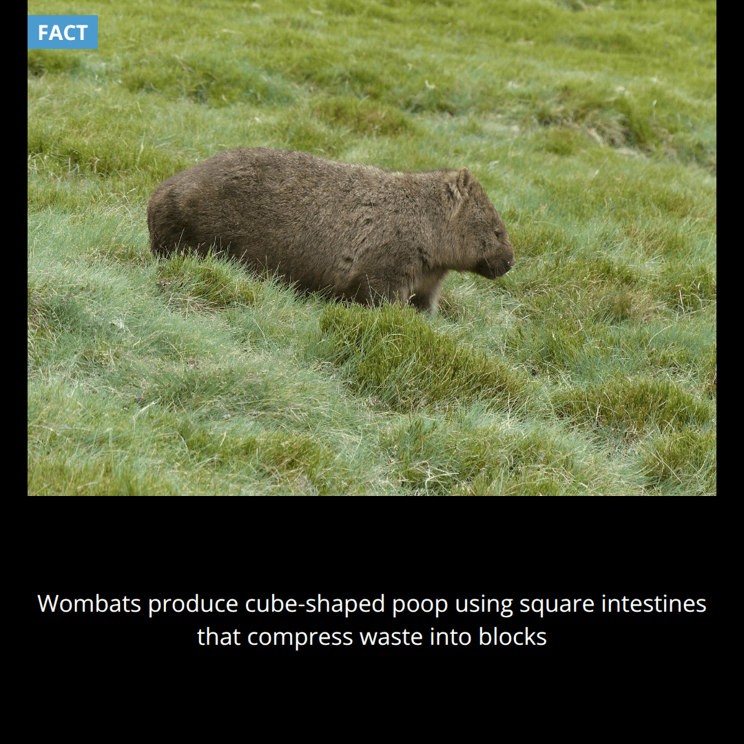 Wombats produce cube-shaped poop and scientists discovered they achieve this by having square-shaped intestines that compress waste into cubes.
