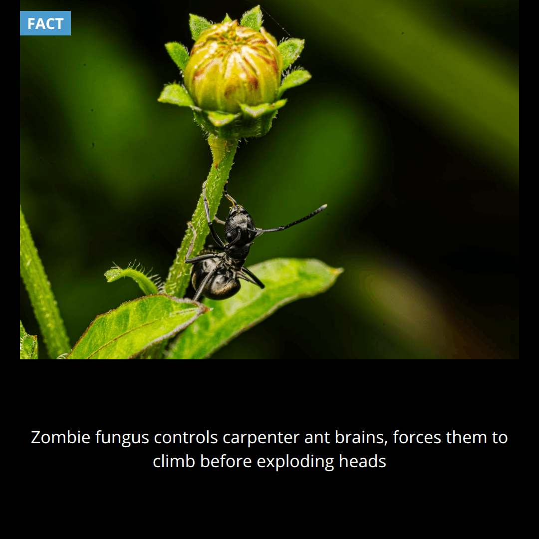 Scientists found a species of fungus that zombifies carpenter ants by taking control of their brains and forcing them to climb plants before exploding their heads to spread spores.
