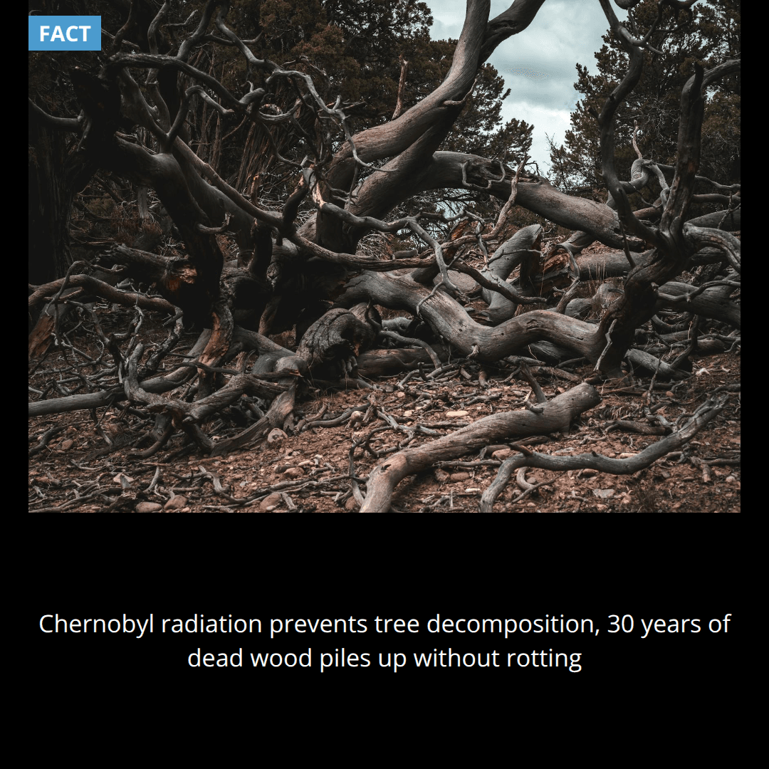 The Chernobyl nuclear disaster created a forest where trees can't decompose, so 30 years of dead wood just piles up without rotting.