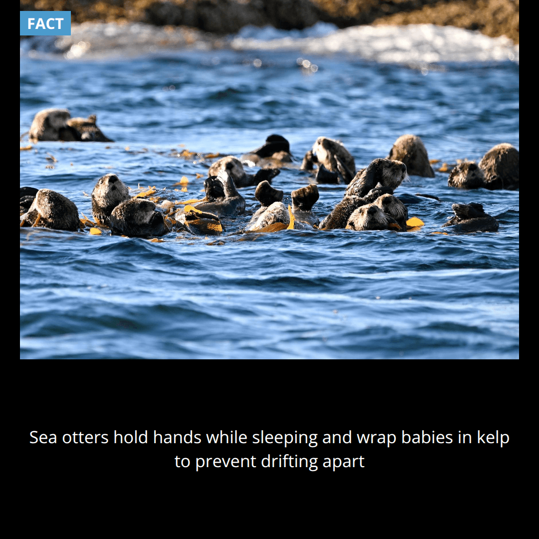 Sea otters hold hands while sleeping so they don't drift apart in ocean currents, and mothers wrap their babies in kelp like blankets.