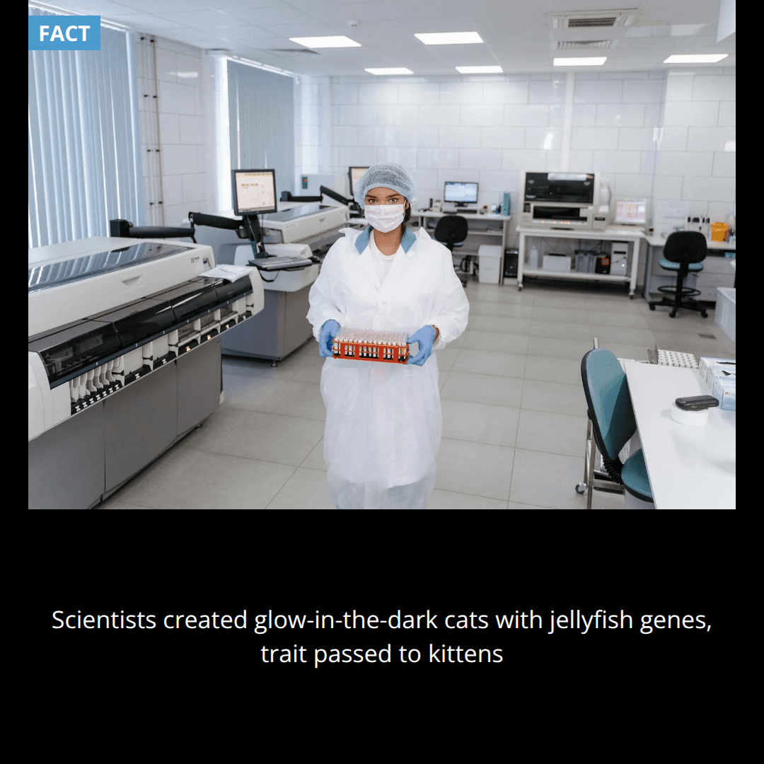 Scientists accidentally created glow-in-the-dark cats by inserting jellyfish genes into cat DNA to study genetic diseases, and the cats passed the trait to their kittens.