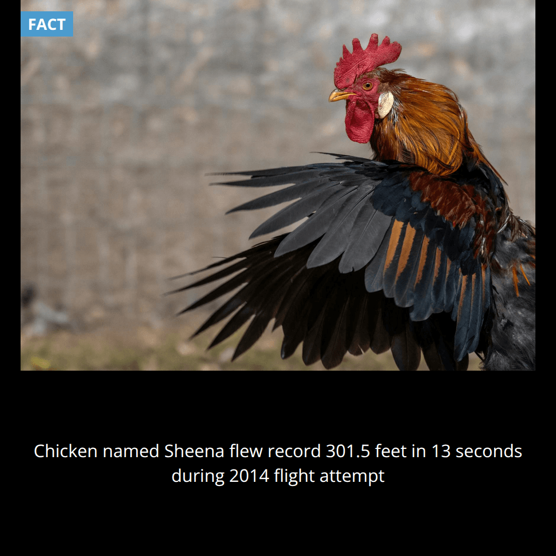 The longest recorded flight of a chicken is 13 seconds and covered 301.5 feet, achieved by a hen named Sheena in 2014.