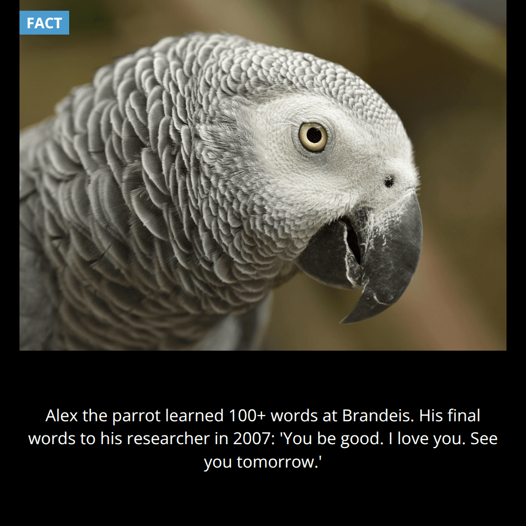 The Parrot Who Said Goodbye