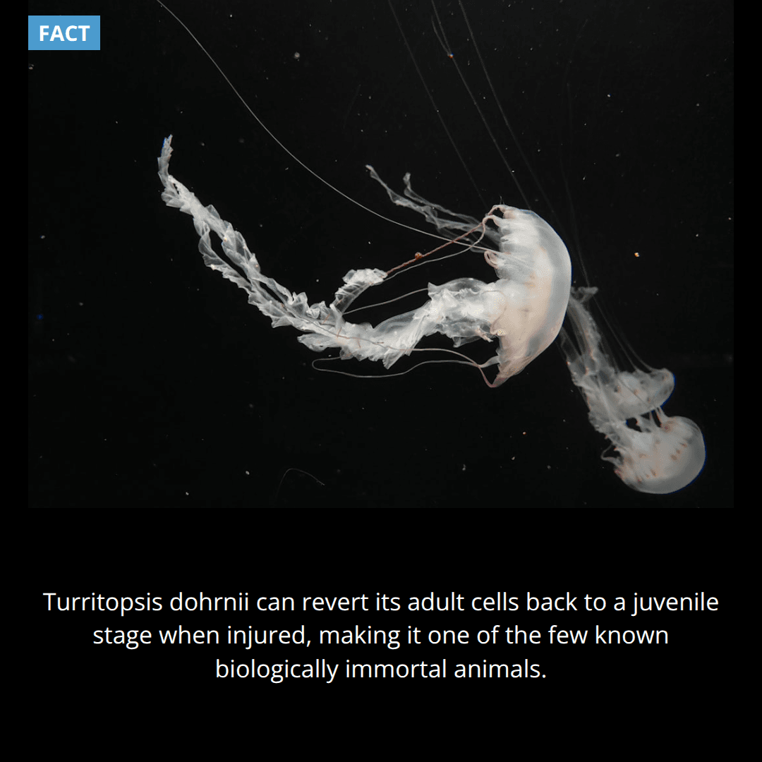 The Jellyfish That Won't Die