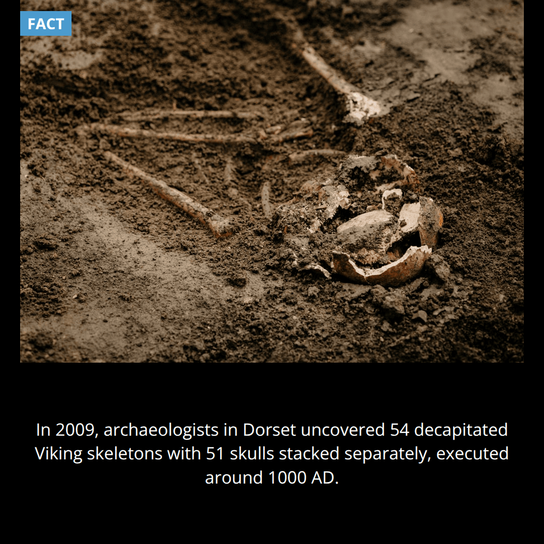 The Dorset 54