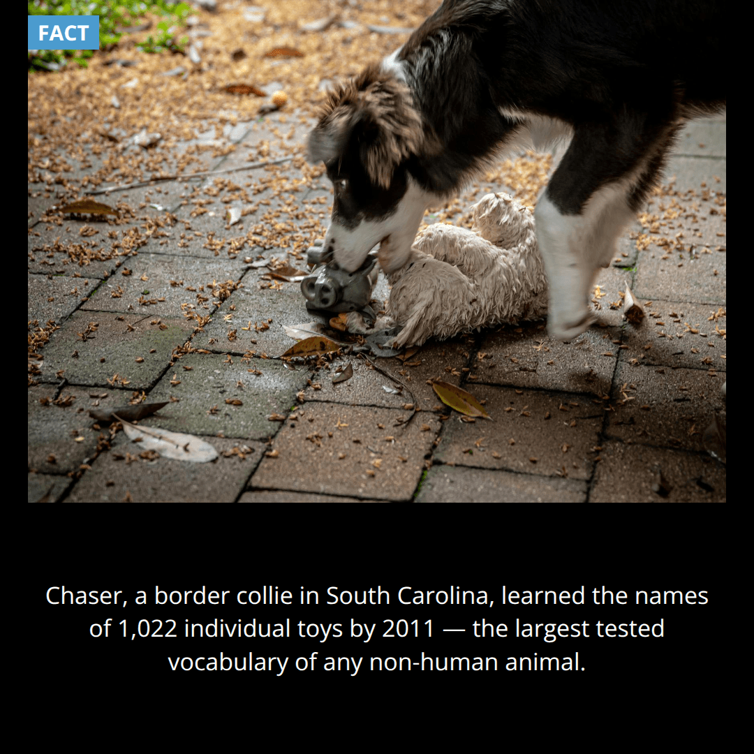 The Dog Who Knew 1,022 Words