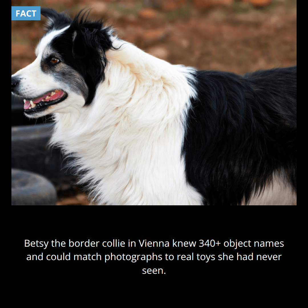 The Dog Who Read Pictures
