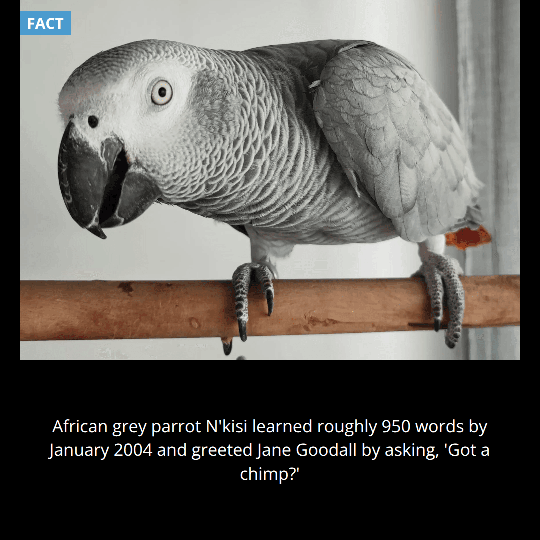 The Parrot Who Met Jane Goodall