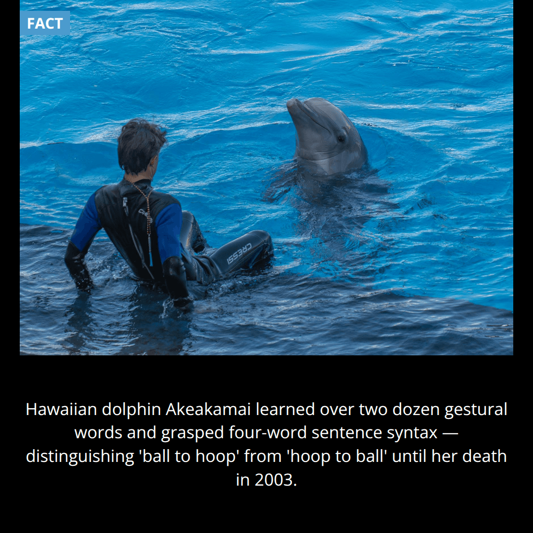 The Dolphin Who Understood Grammar