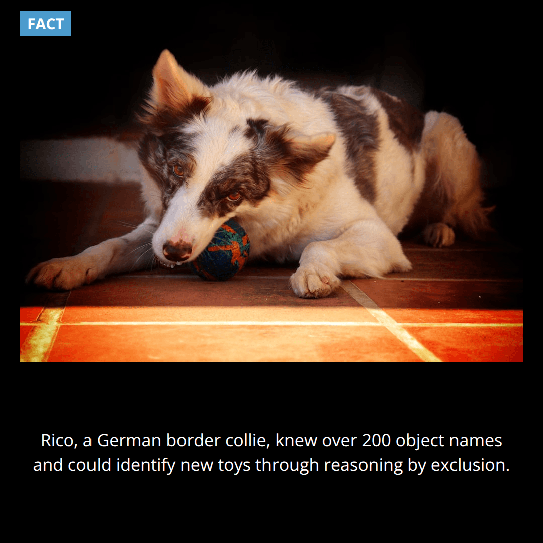 The Dog Who Knew 200 Words