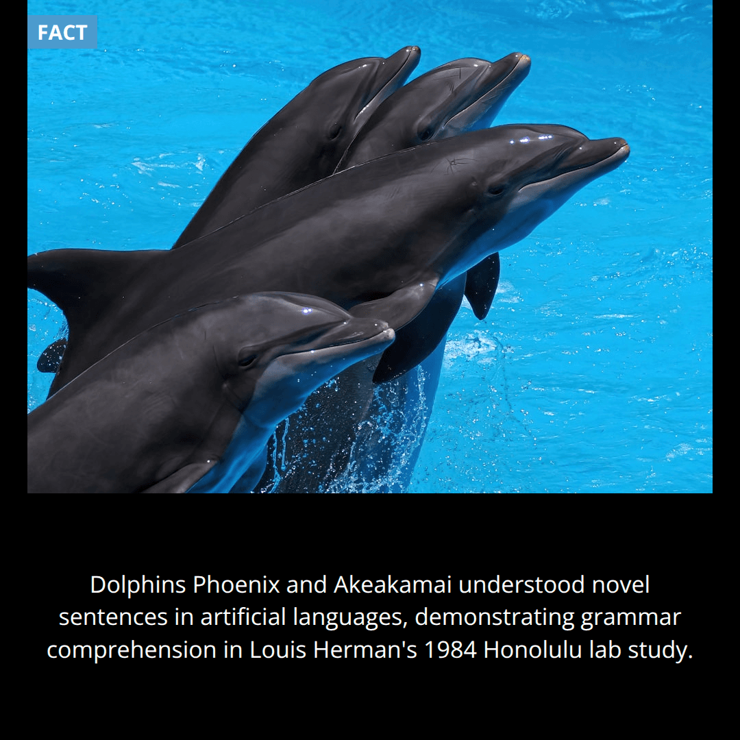 The Dolphin Grammar Test