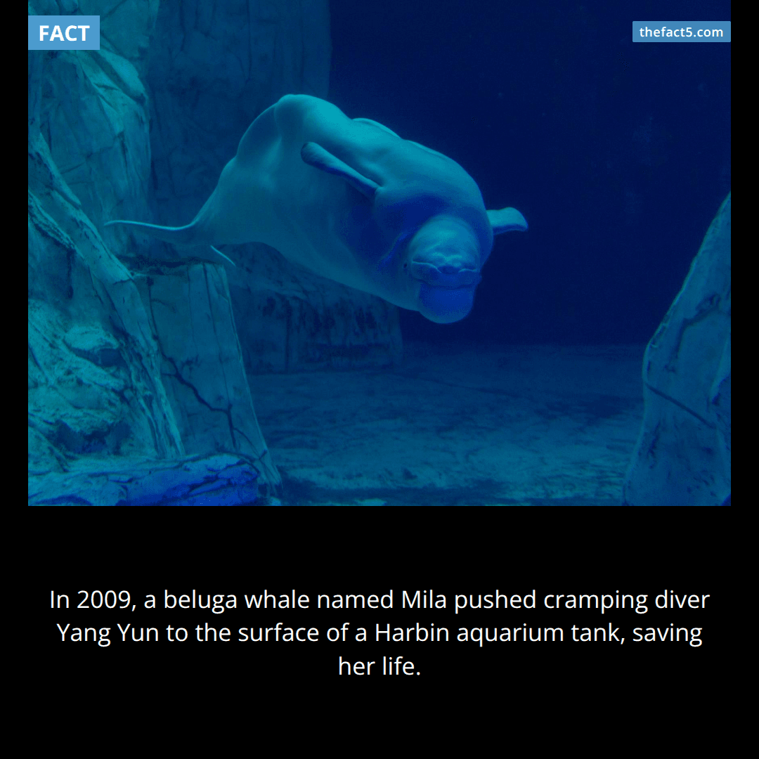 The Whale Who Saved a Diver