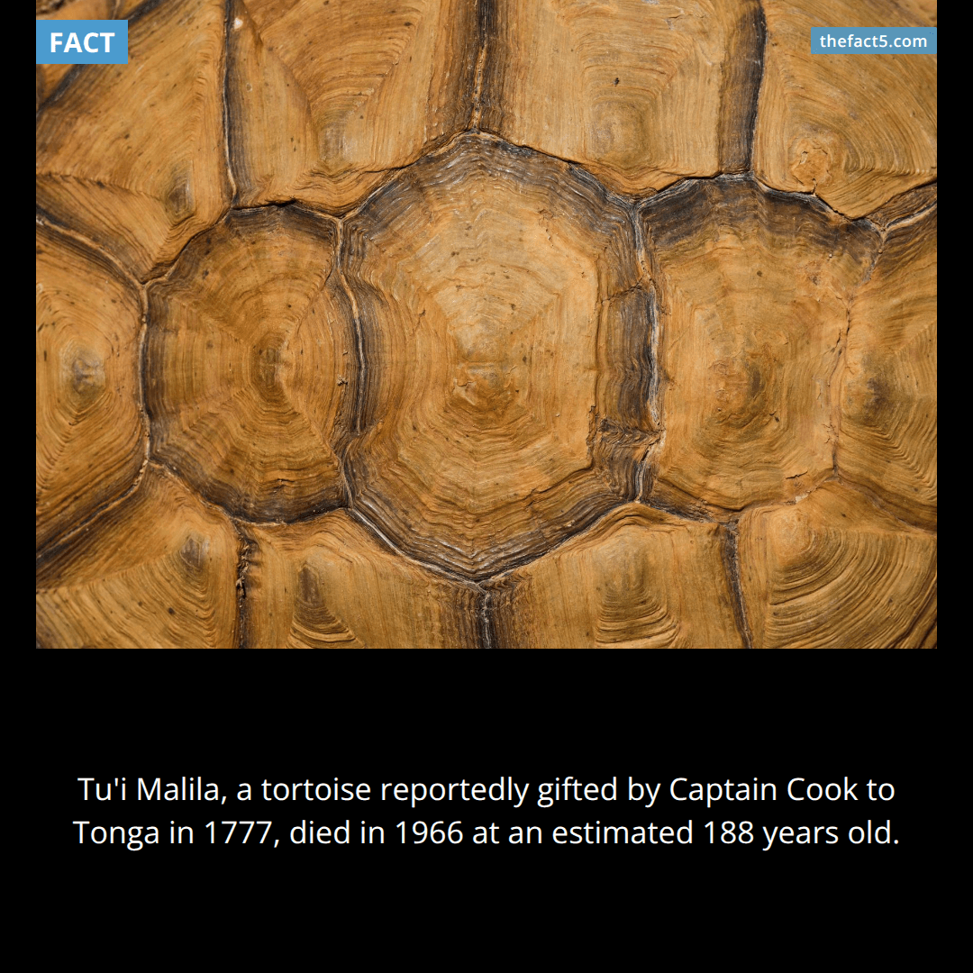 Captain Cook's Tortoise