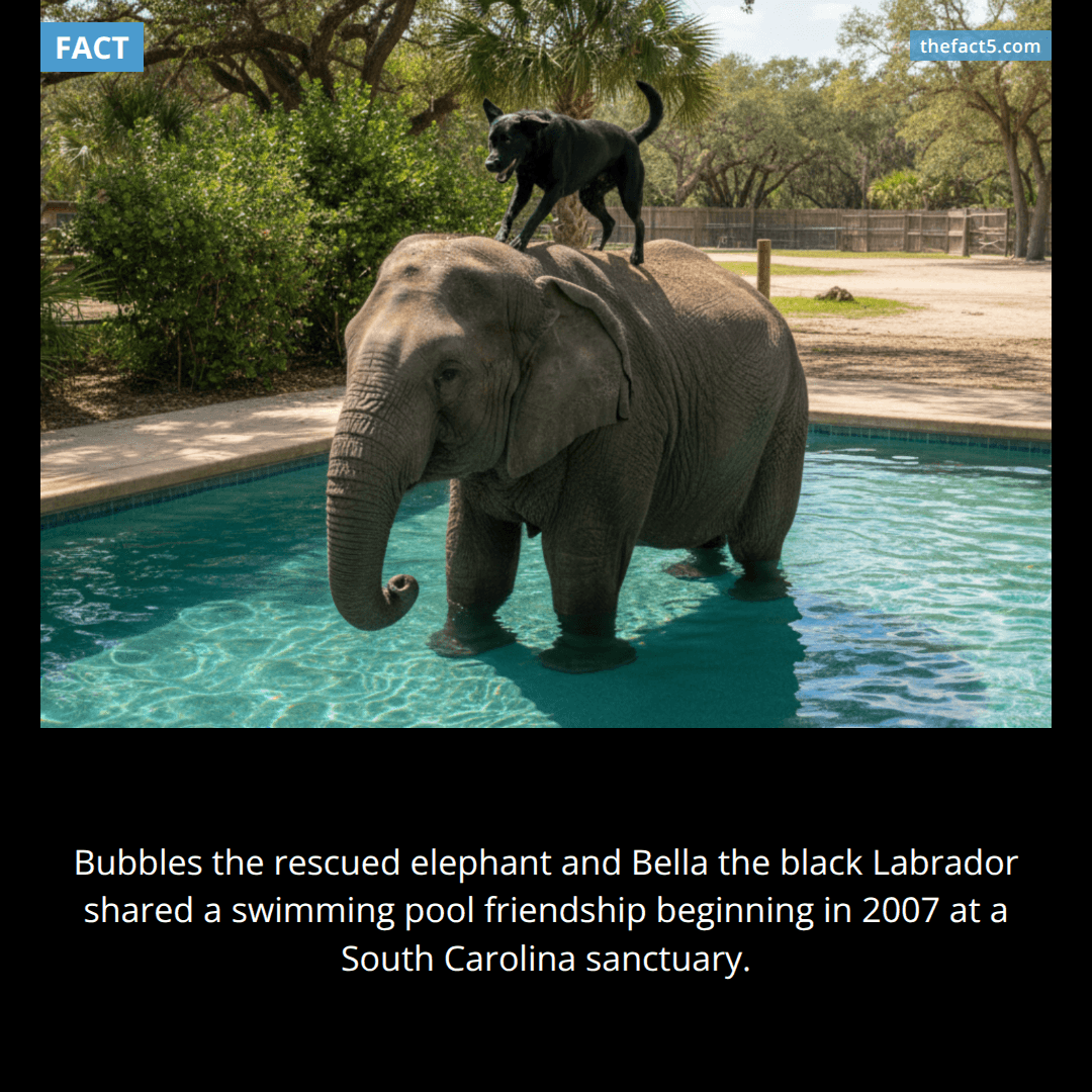 The Elephant And Her Lab
