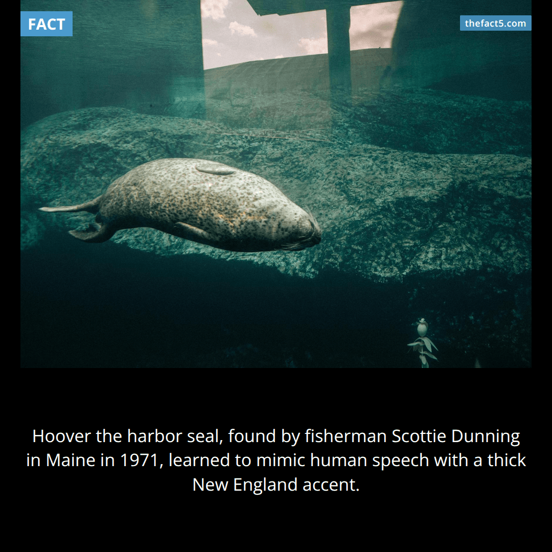 The Seal With a Maine Accent