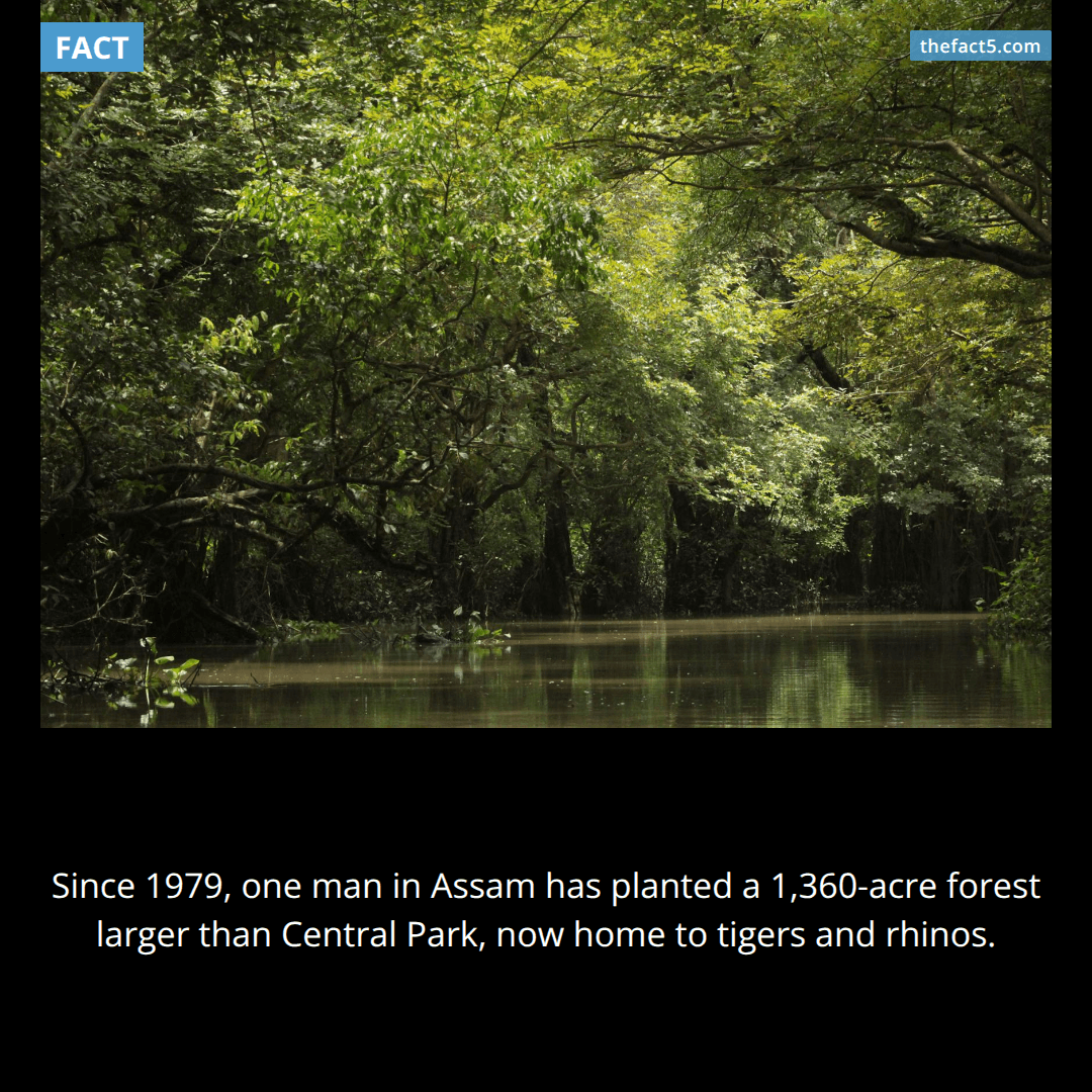 The Forest Man of India