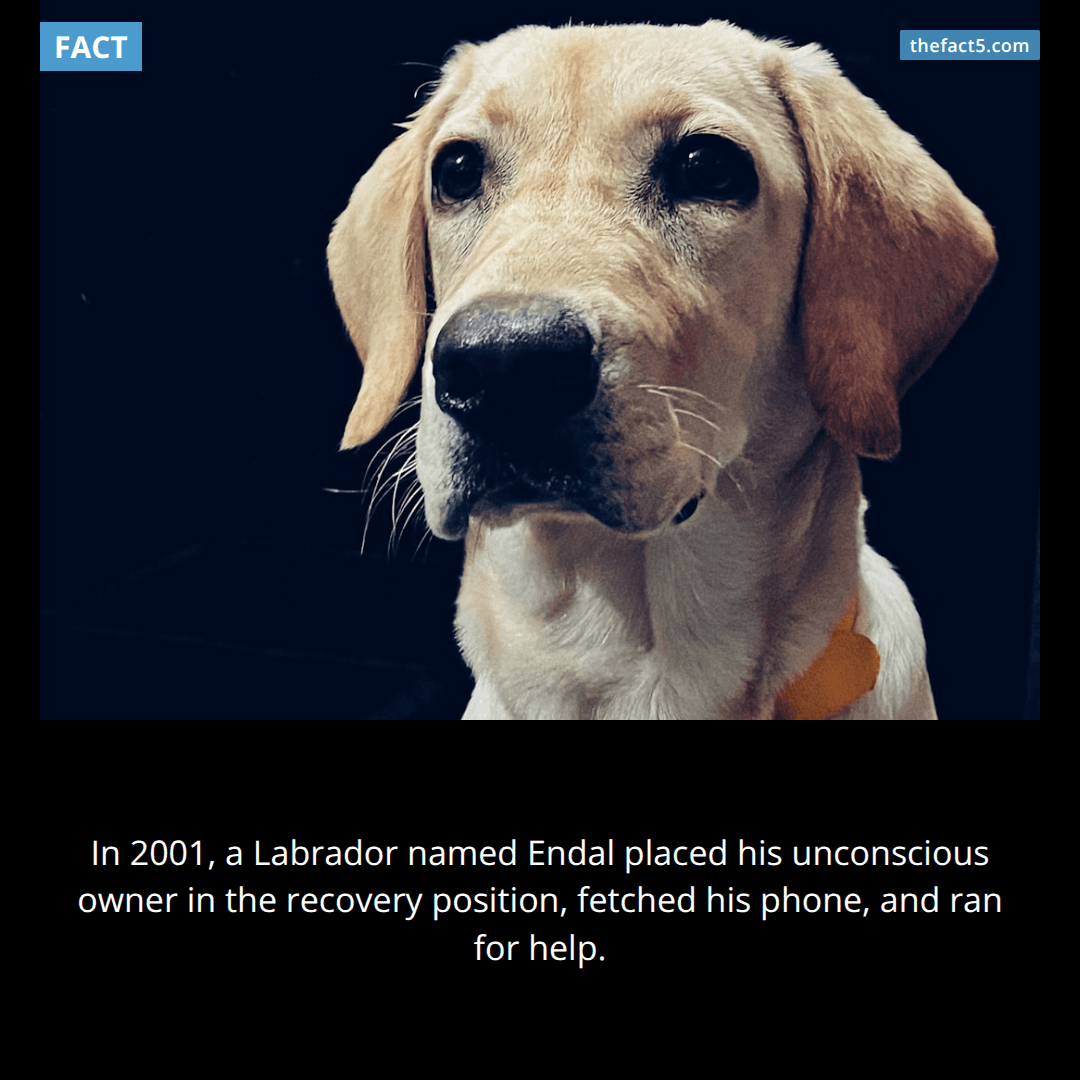 The Dog Who Called for Help