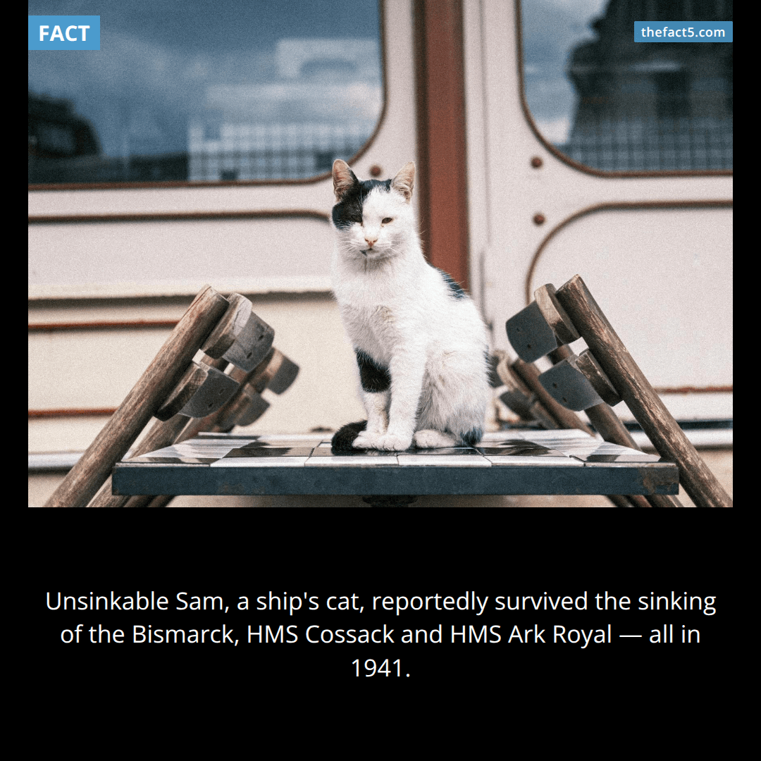 The Cat Three Navies Couldn't Drown