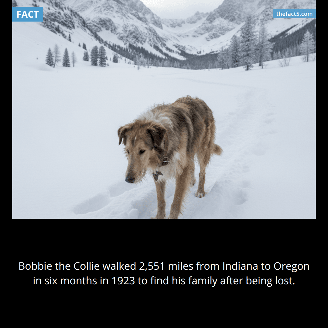 Bobbie The Wonder Dog