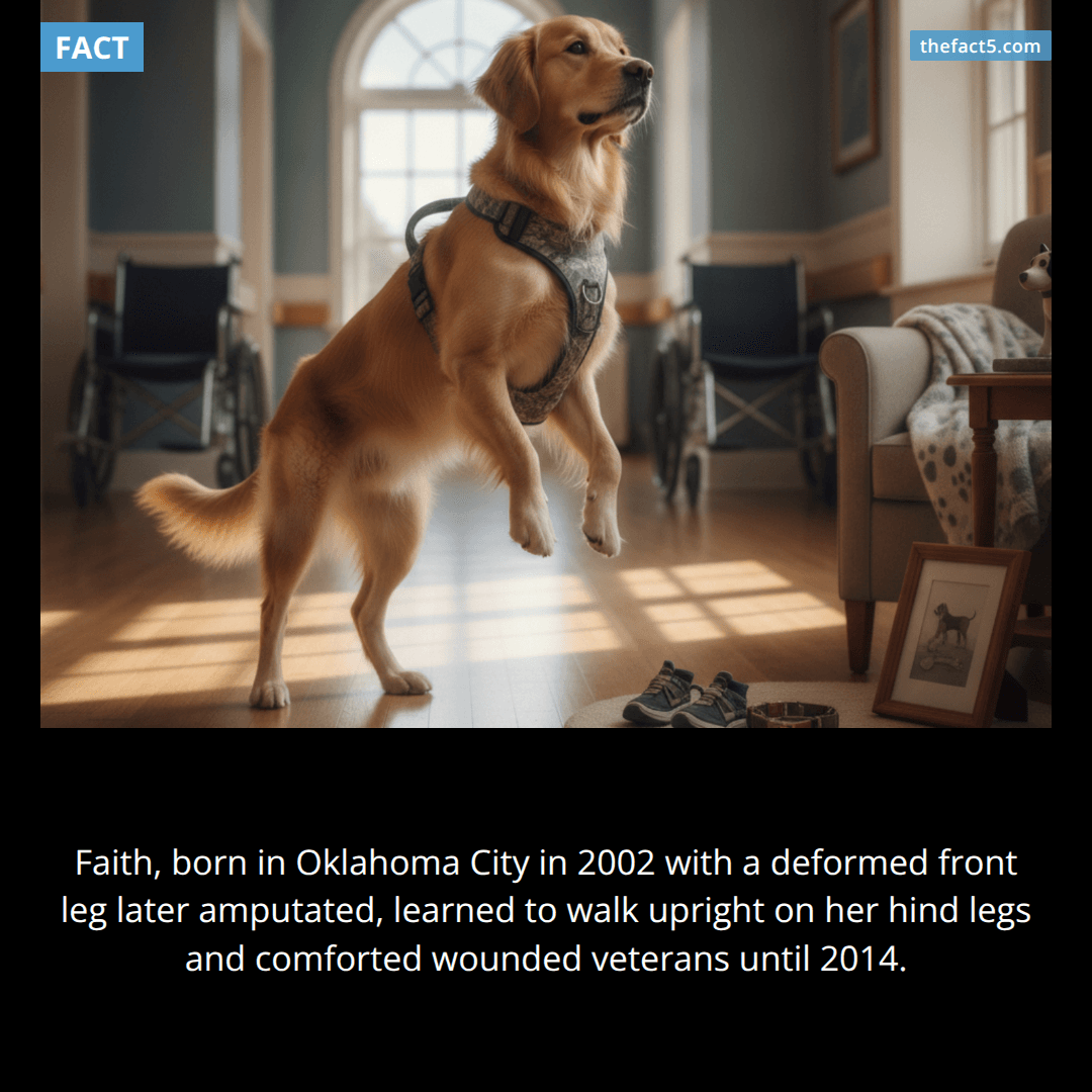 The Dog Who Walked Upright