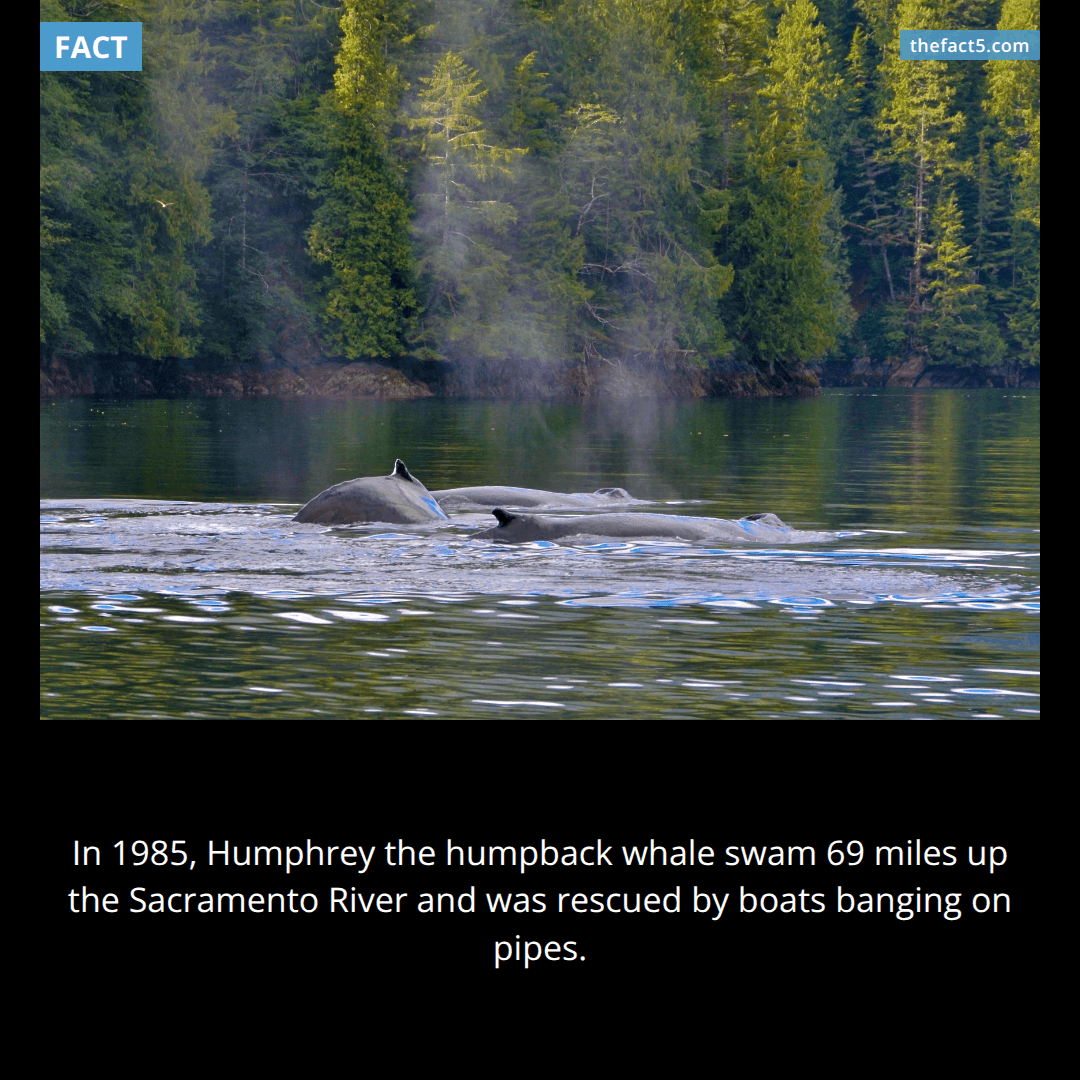 The Whale Who Took a Wrong Turn