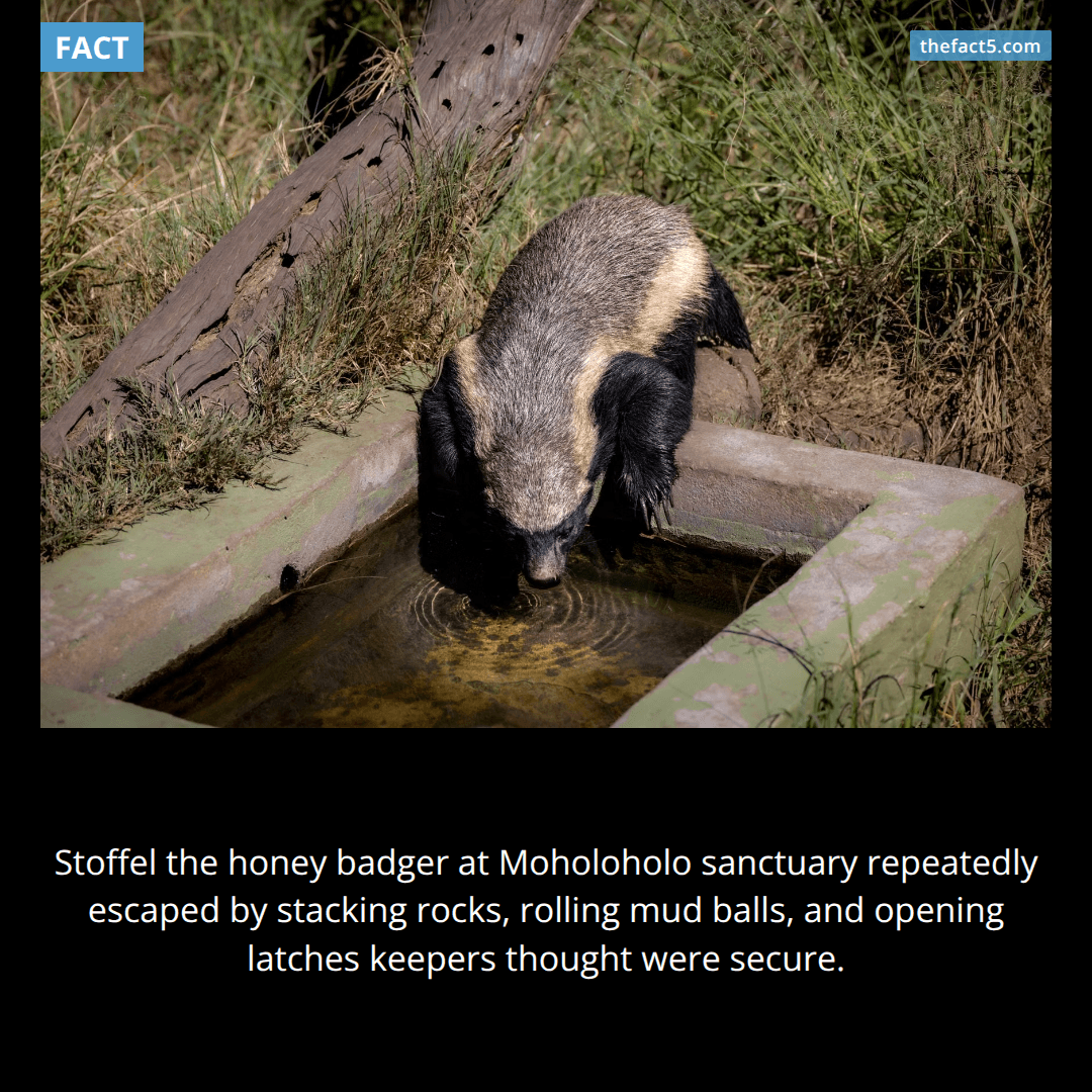 The Houdini Badger