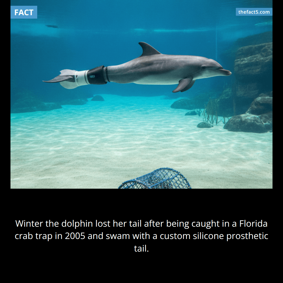 The Dolphin With A Prosthetic Tail