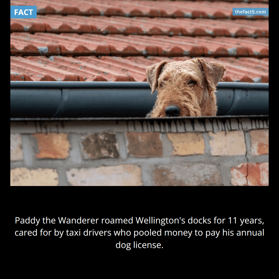 The Dog Who Owned the Docks