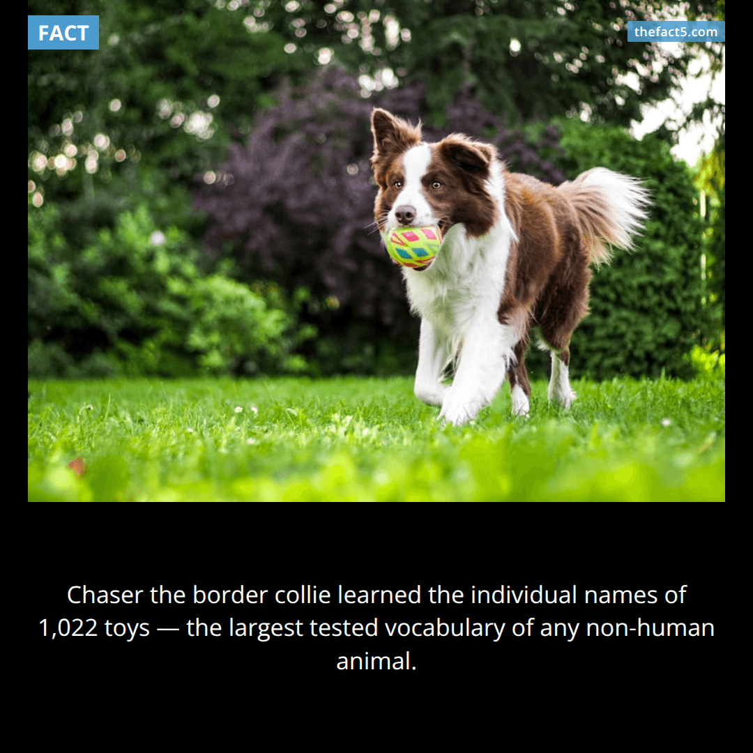 Chaser, a border collie in Spartanburg, South Carolina, trained by retired psychology professor John W. Pilley starting in 2004, learned the proper-noun names of 1,022 individual toys and could retrieve each by name.