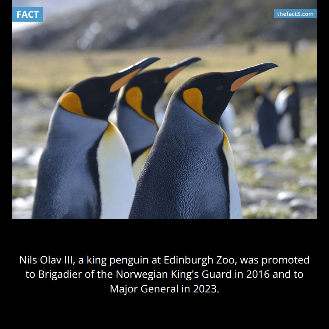 The Penguin General