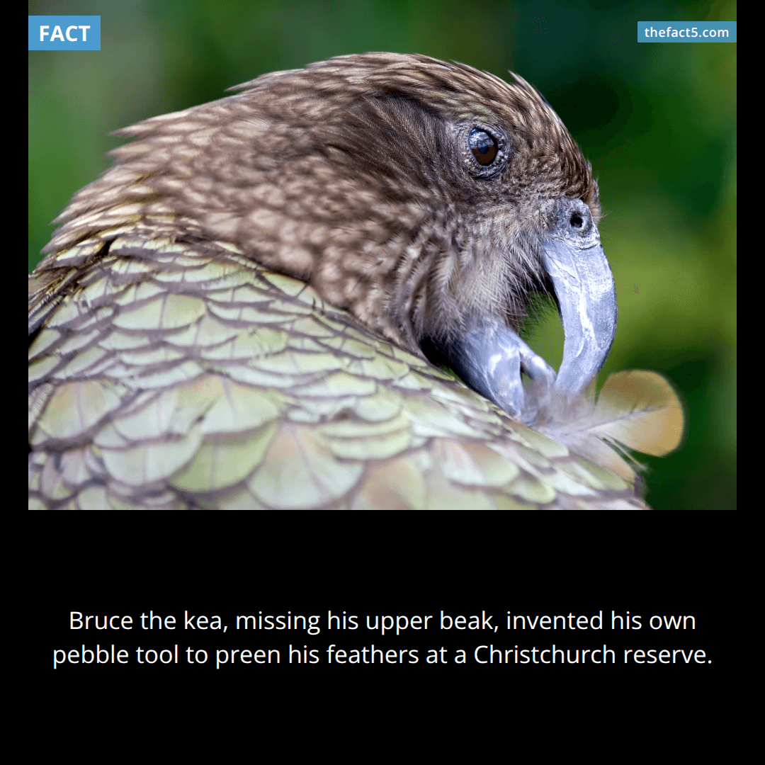 A Kea parrot named Bruce at Willowbank Wildlife Reserve in Christchurch, New Zealand, was found in 2013 missing his upper beak and learned to use small pebbles held between his tongue and lower beak to preen his feathers.