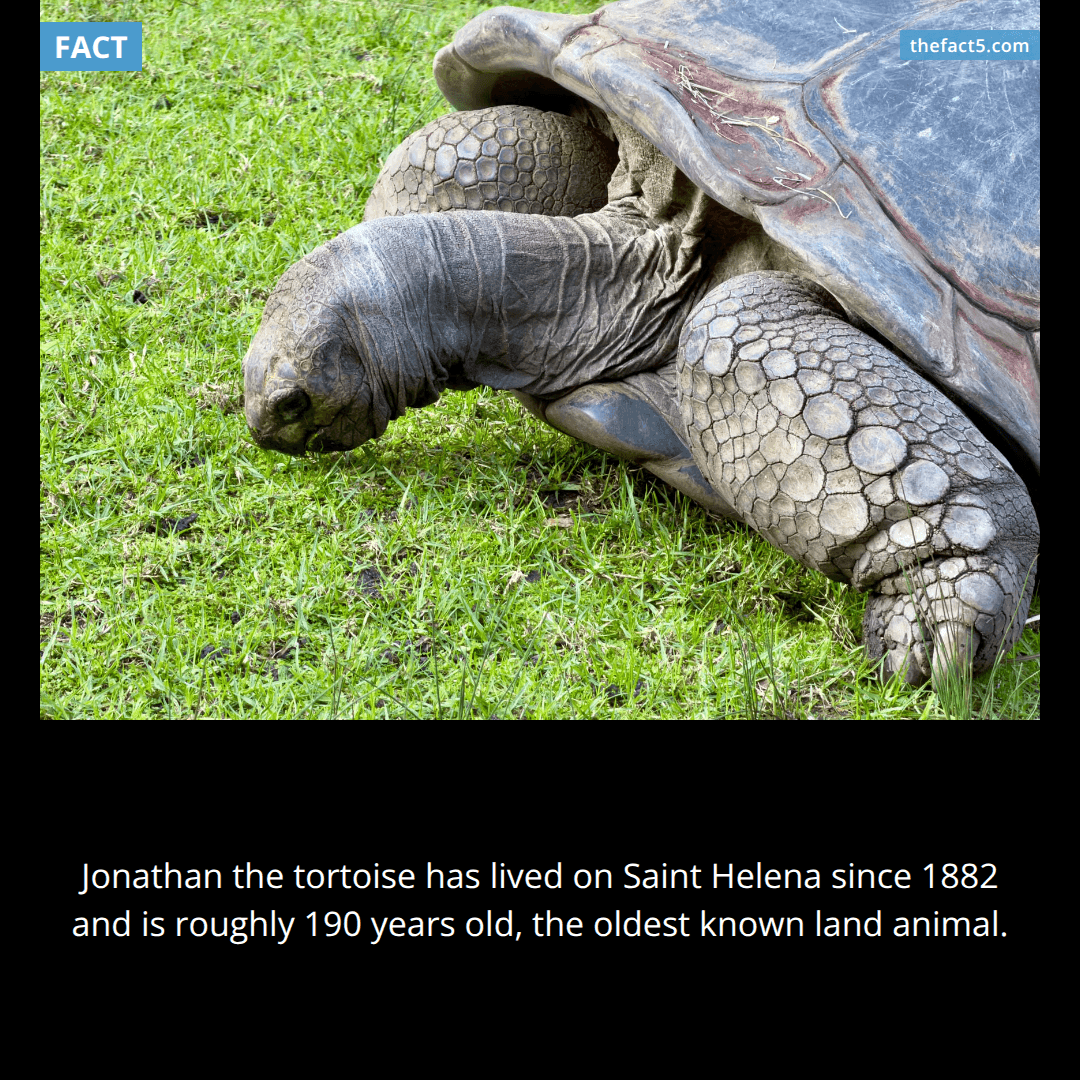 The Tortoise Who Outlived Empires