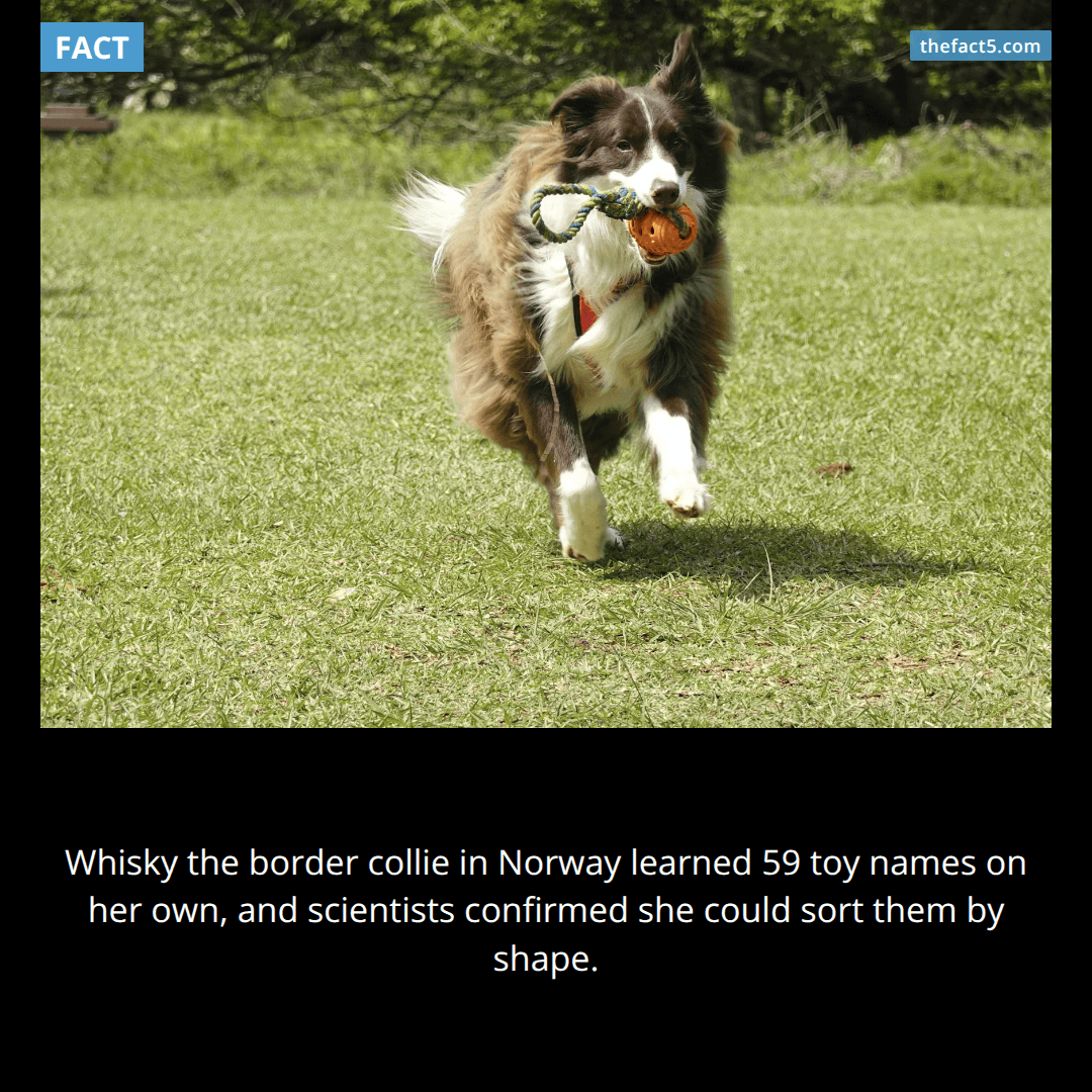 The Dog Who Knew 59 Toys