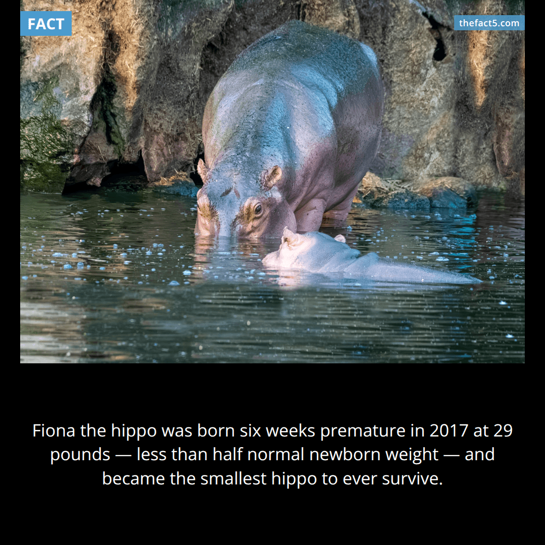 The Premature Hippo