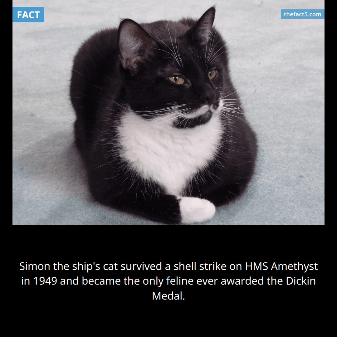 The Cat Who Won a War Medal