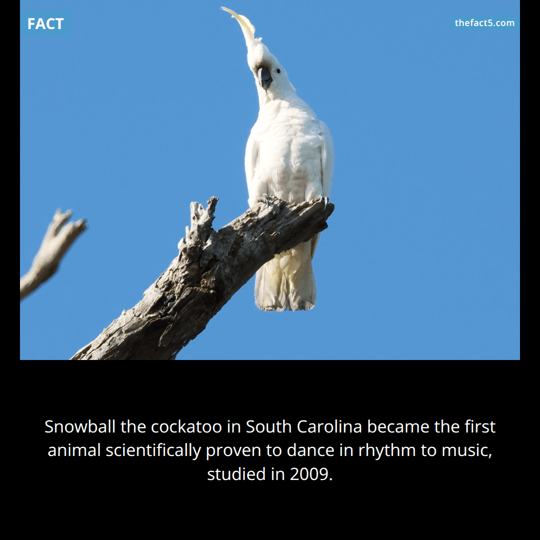 The Dancing Cockatoo