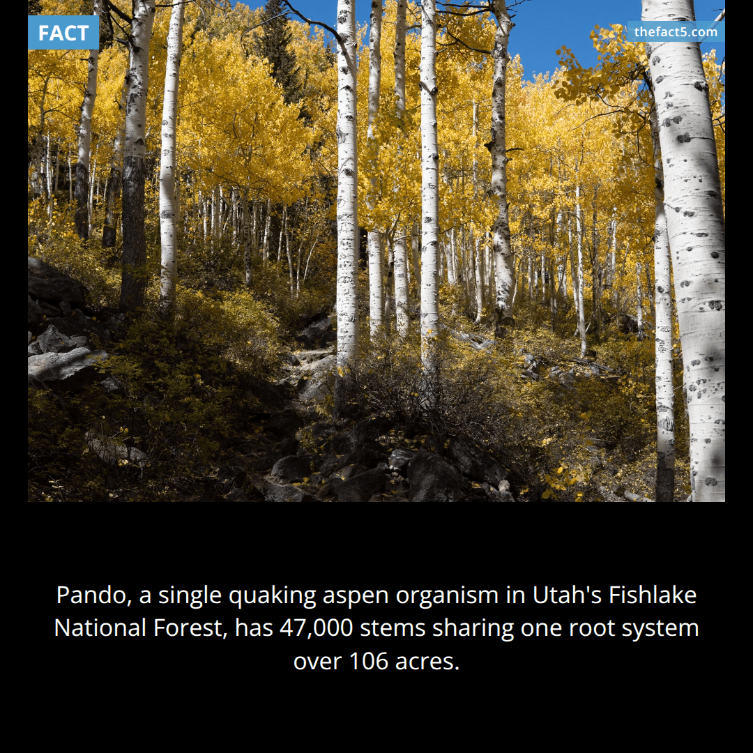 A single tree in Utah weighs 13 million pounds. 🌲