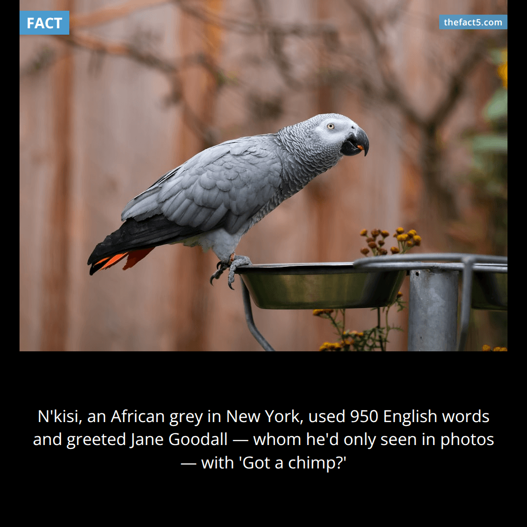 A parrot in Manhattan learned 950 English words. 🦜
