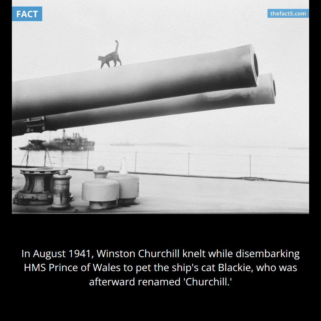 Winston Churchill knelt on a battleship to pet a cat. 🐈‍⬛