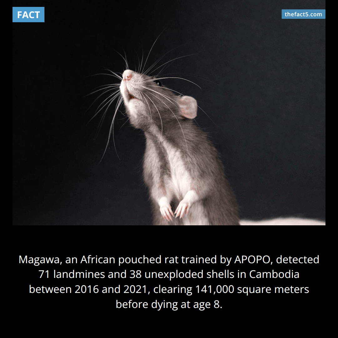 A rat named Magawa saved thousands of lives. 🐀