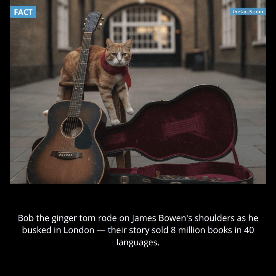 A stray cat pulled a homeless busker out of heroin addiction. 🐈