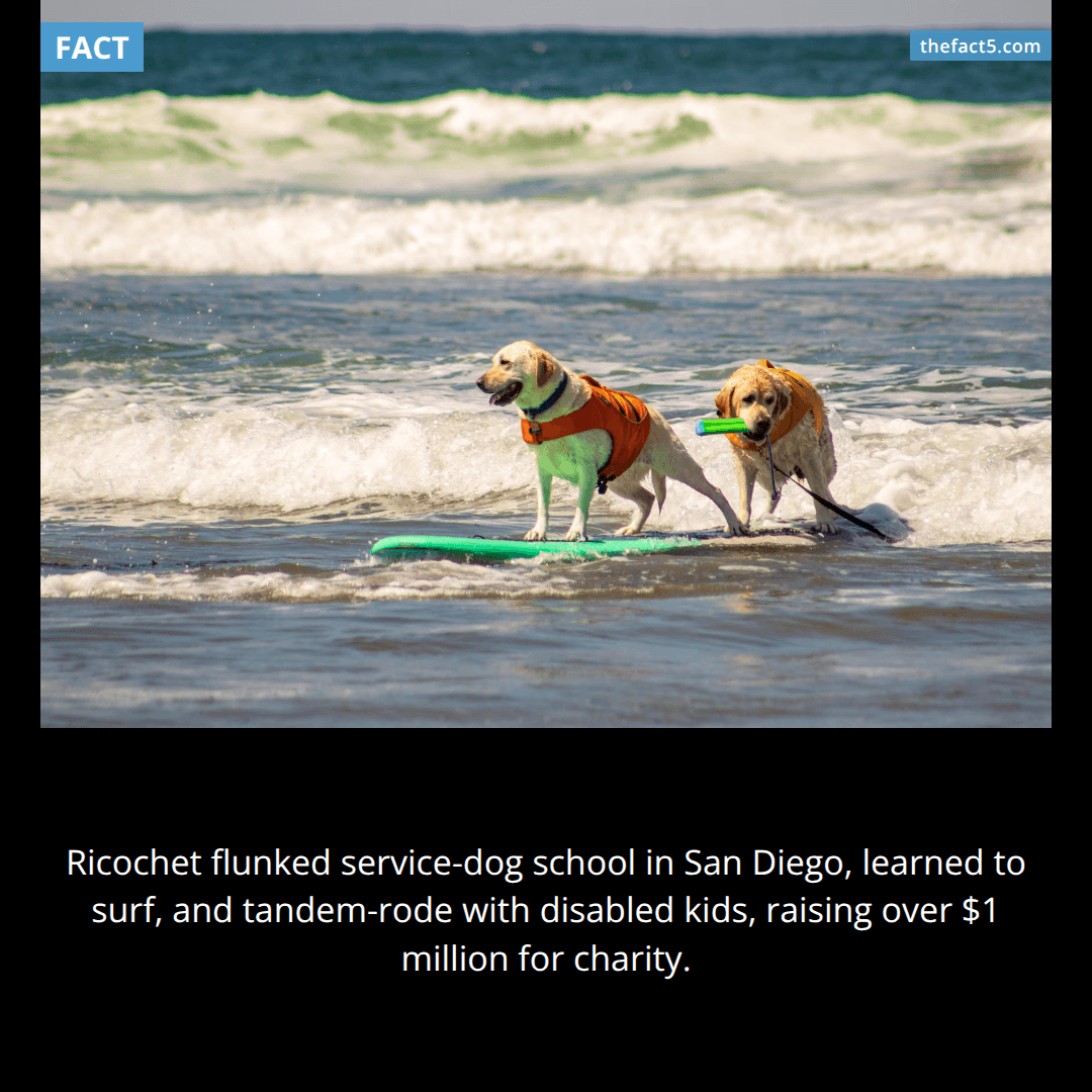 A service-dog dropout became the world's only surf therapist. 🏄‍♀️