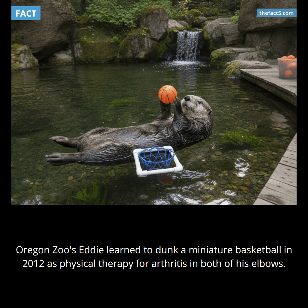 Eddie the otter played basketball to keep moving. 🏀
