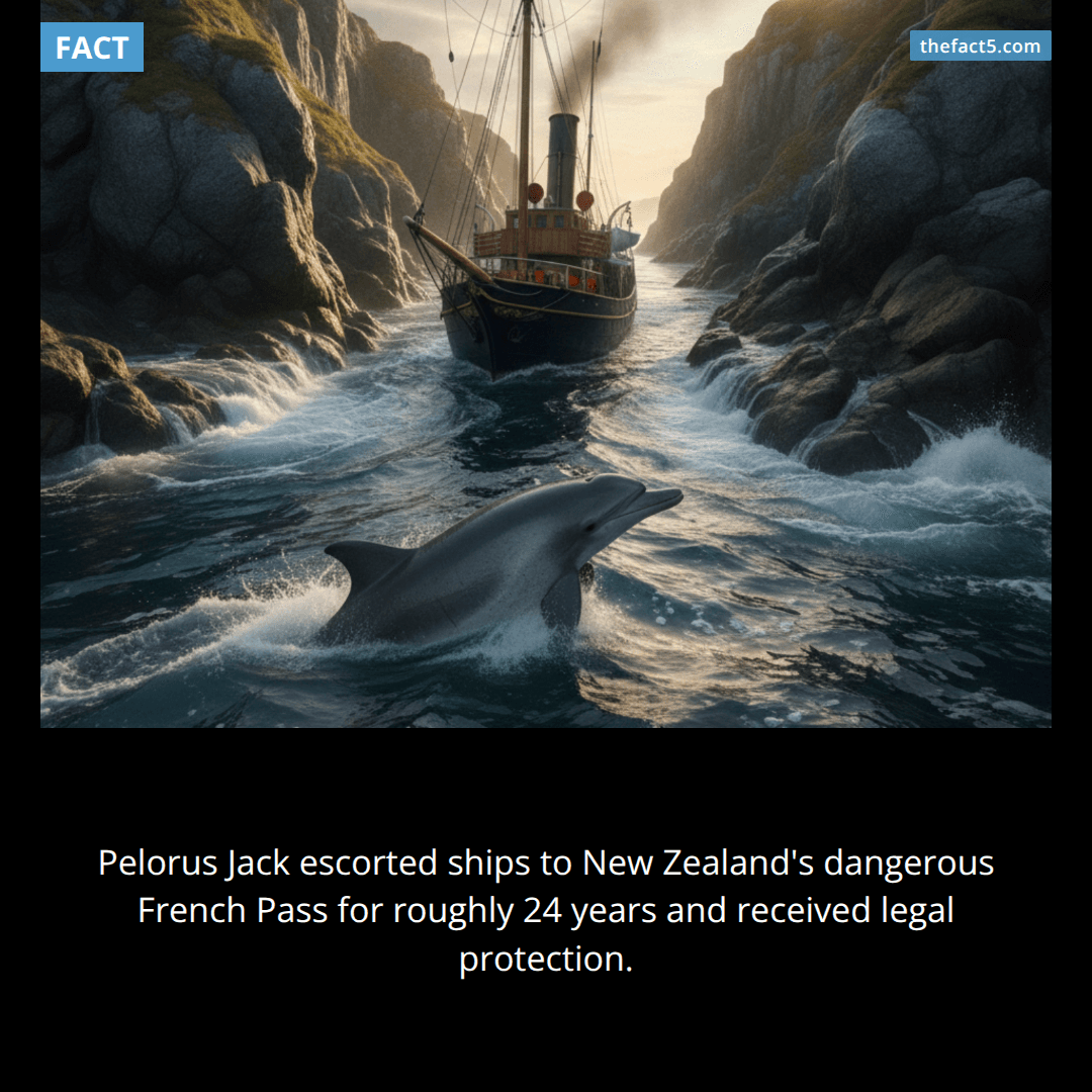 Pelorus Jack guided ships to deadly waters for 24 years. 🐬