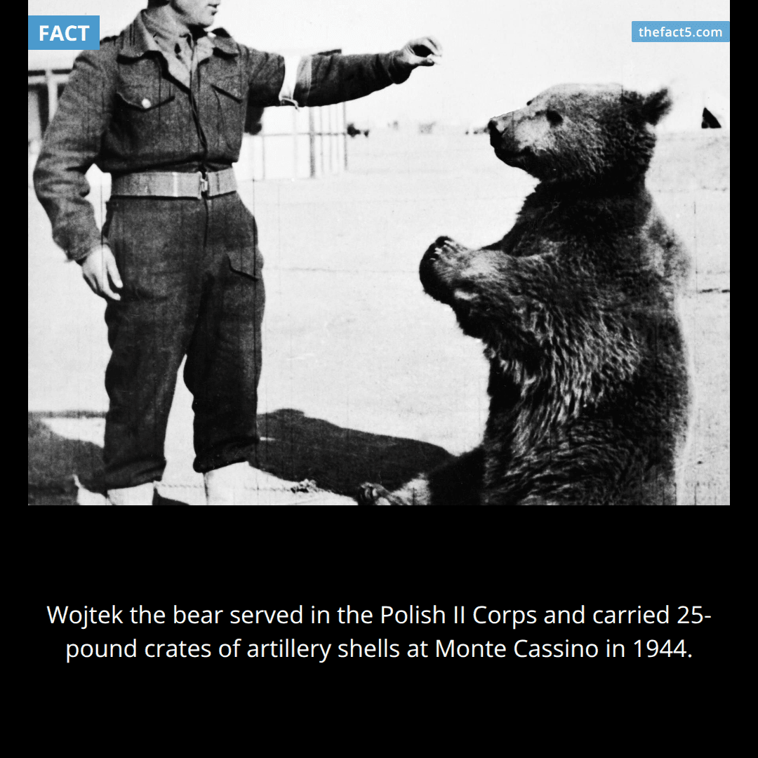 A bear carried artillery shells at Monte Cassino. 🐻