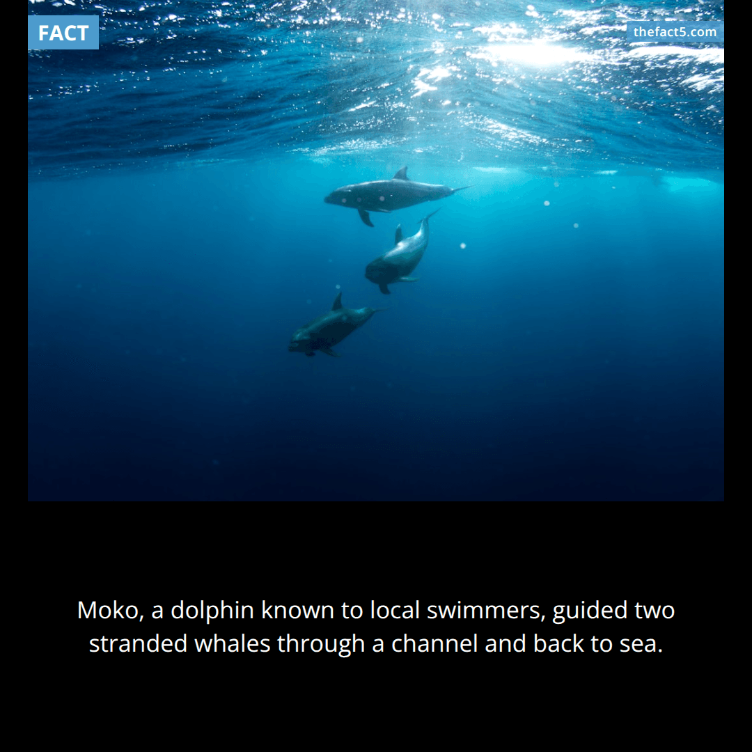 Moko the dolphin became a whale rescue guide. 🐬