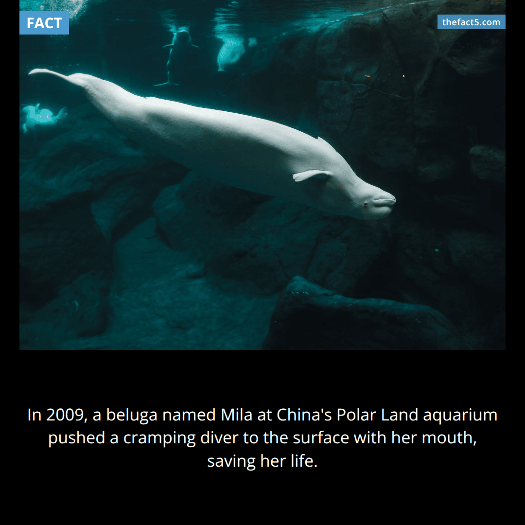 A whale grabbed her leg and shoved her to the surface. 🐋