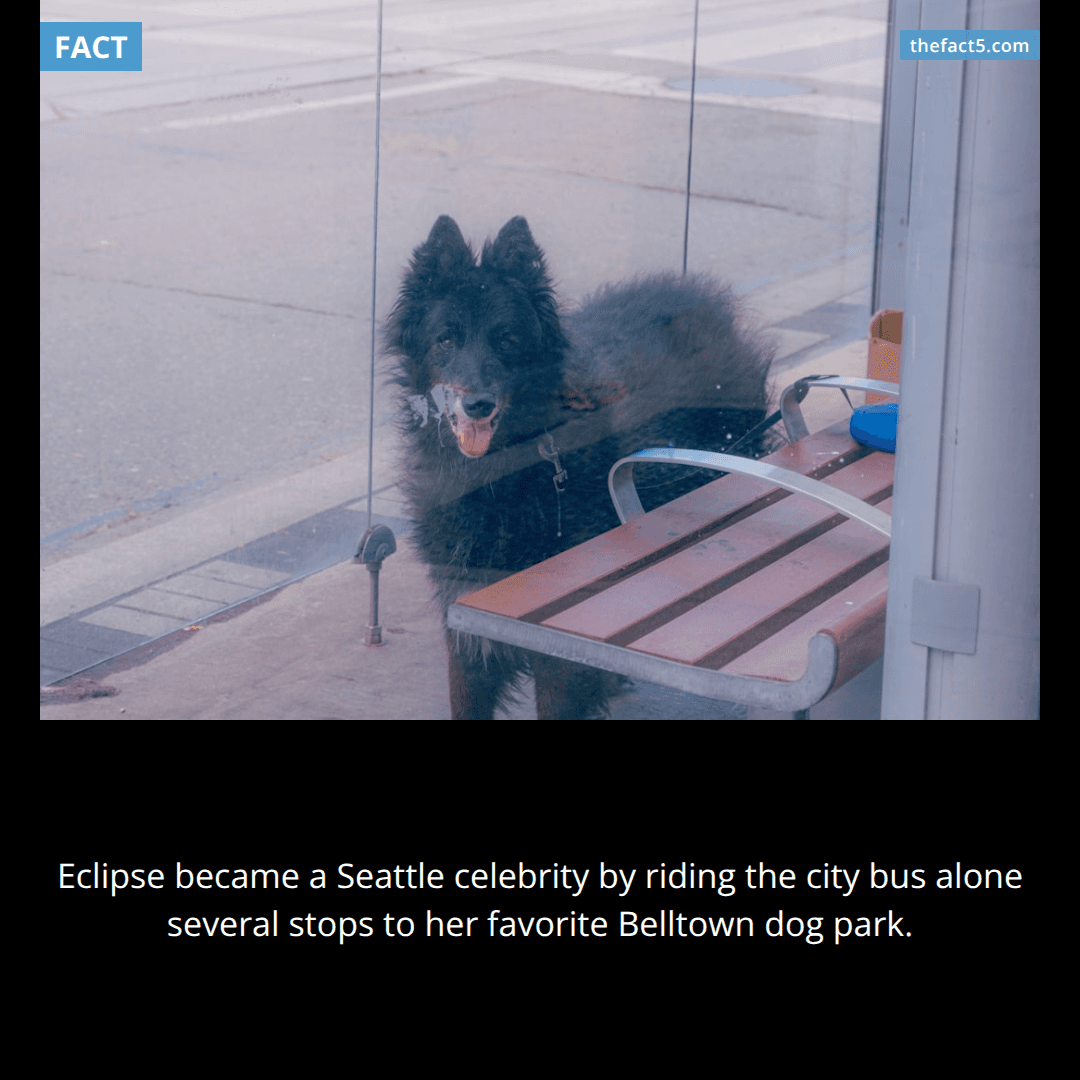Eclipse rode Seattle buses alone to reach her dog park. 🚌