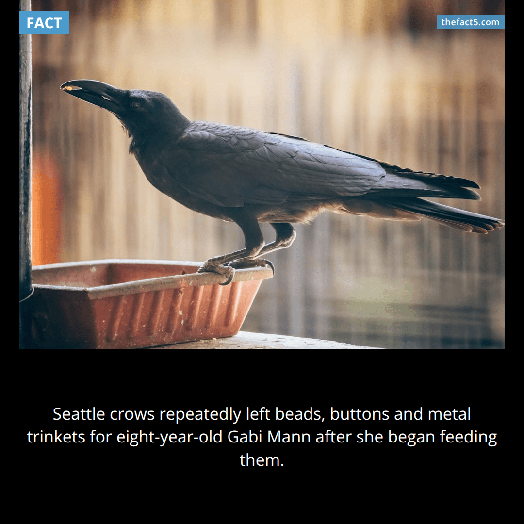 Seattle's crows started paying a child in tiny treasures. 🐦